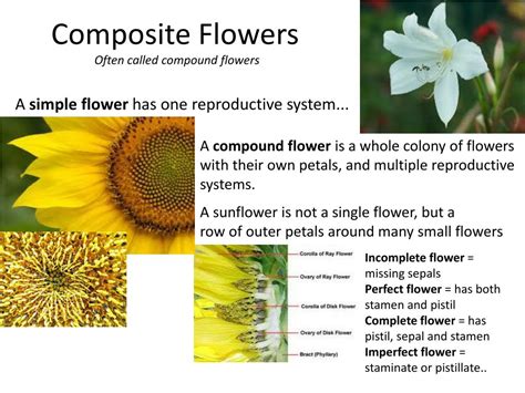 Ppt Chapter 24 Reproduction Of Seed Plants Powerpoint Presentation Free Download Id 5335208