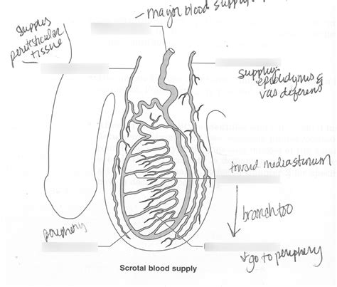 Scrotum Layer Labeling Diagram Quizlet