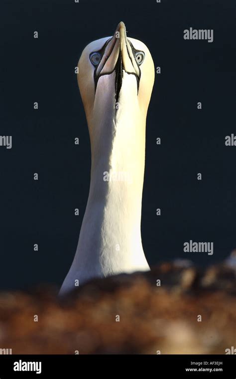 Northern Gannet Sula Bassana Morus Bassanus Portrait Germany