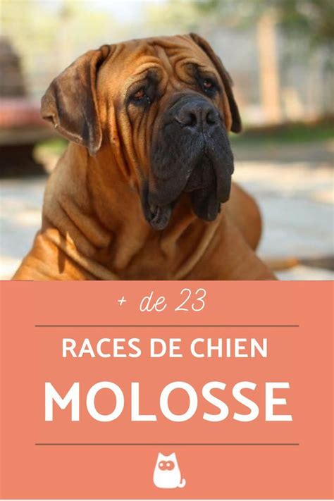 De 23 RACES De CHIENS MOLOSSES Avec Noms Et Photos Chien Races