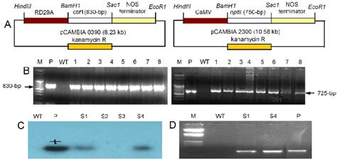 A Gene Constructs Of Cbf1 And NptII Gene B PCR Analysis From The DNA