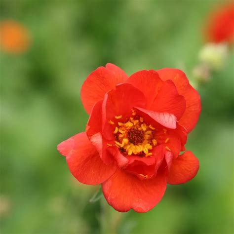 Geum Mrs J Bradshaw Budget Seeds