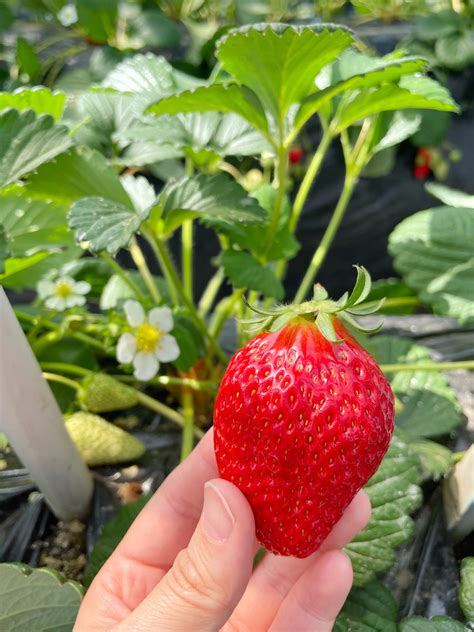 Our Experience Of Japanese Strawberry Picking At A Chiba Farm Kokoro Media