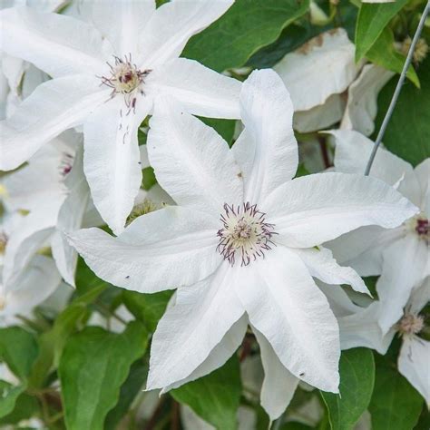 You Can Now Purchase The Best Clematis Henryi Dormant Bare Root Hardy