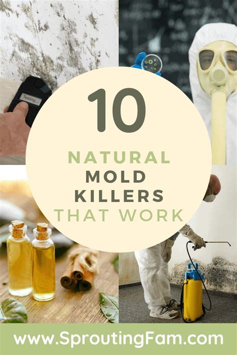 10 Natural Mold Killers And Ways To Kill Mold Sprouting Fam Mold Remover Mold And Mildew