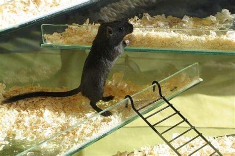 Gerbil Breeding: A Complete Guide To Breeding Gerbils