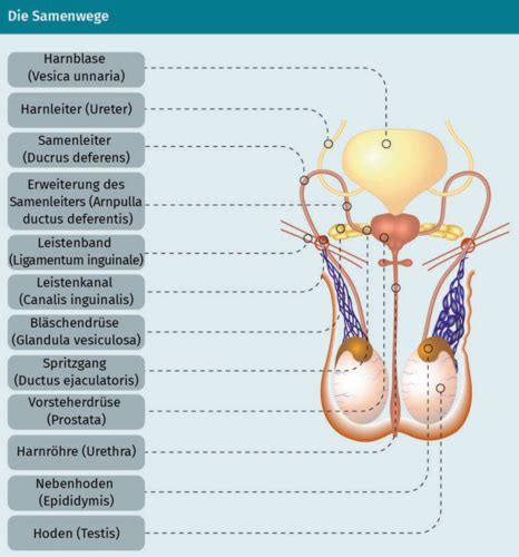 Aufbau Und Funktion Des Urogenitalsystems Lage Und Aufbau Der