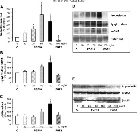 Effects Of Exogenous Fgf And Fgf On Fgf Expression In Fetal Rat