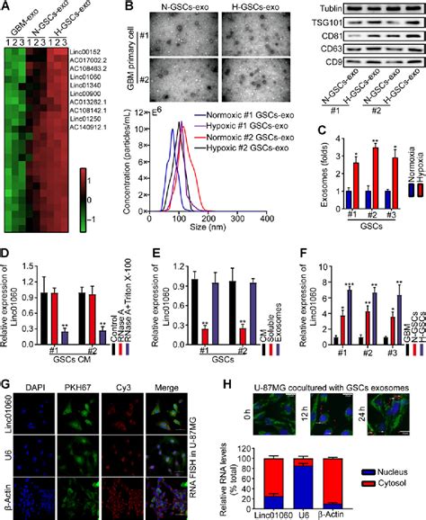 Figure 3 From Hypoxic Glioma Stem Cell Derived Exosomes Containing