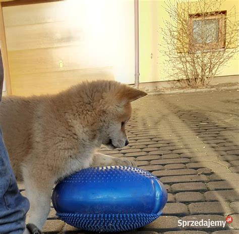 Śliczne Szczeniaki Akita Inu GOTOWE DO ODBIORU Sochaczew Sprzedajemy pl