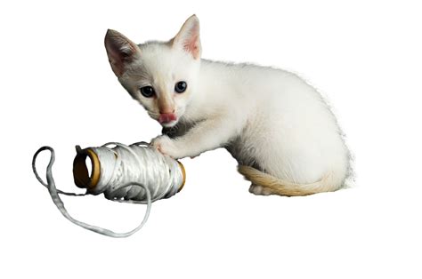 White Young Baby Cat Young Cat Young Playing, Baby, Small, Funny Cat