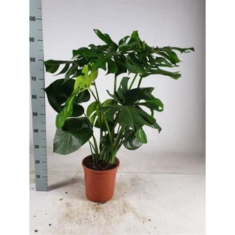 Monstera deliciosa costilla de Adán 80 cm Envío 24 48 horas