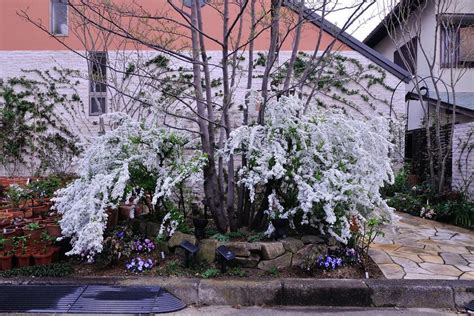 春の風を感じる、ユキヤナギとシジミバナが咲く風景 「風景」をつくるガーデニング術