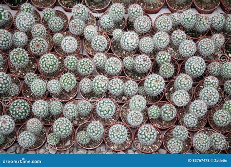 Cactus stock photo. Image of botanical, care, growth - 83767478