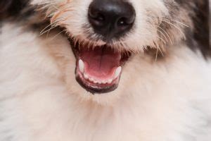 Dog Saliva - Myths and Facts | Dog's Health