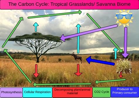 Cycles Of Matter Tropical Grassland Savanna