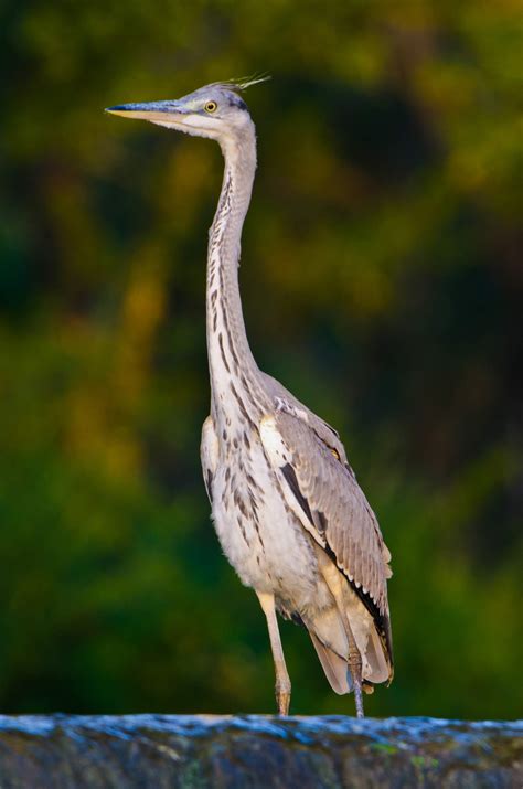 Oasi WWF "Le Mortine" - Guida Turistica del Molise