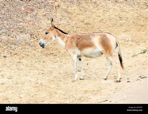 Onager Or Asiatic Wild Ass Equus Hemionus Walking In A Desert Setting Stock Photo Alamy