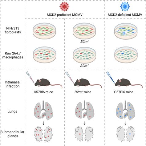 Mck Mediated Mcmv Infection Of Macrophages And Virus Dissemination To