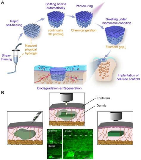 Hydrogels Used In 3D Printing A Schematic Diagrams Of The Key