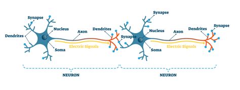 Neuron Diagram