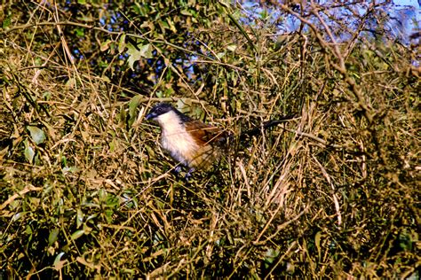 Birds Of Kzn South Africa / A Bird In Kzn South Africa Postcard By ...