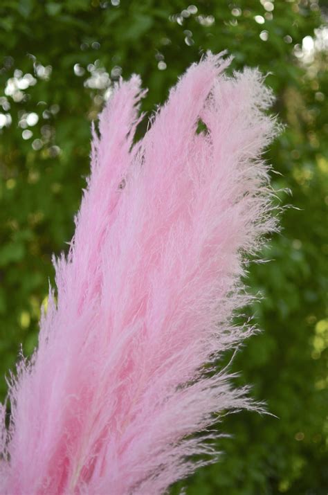 Preserved Dyed Pampas Grass The Blaithin Blair Shop