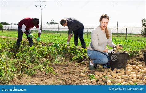 Farm Workers Harvesting Potato Stock Photo Image Of Packaging