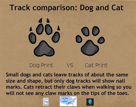 Know what dog tracks look like to help find them faster. More tips can ...