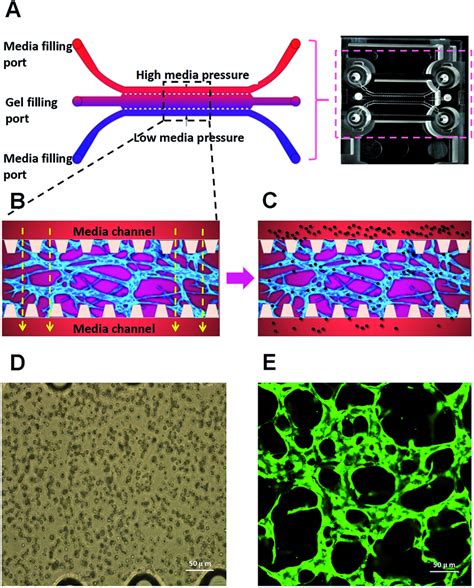 Microvascular Network Formation Based On Microfluidic D Huvec Culture