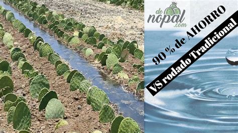 Riego Rodado O Por Inundaci N En Nopal Optimizado Parte Youtube