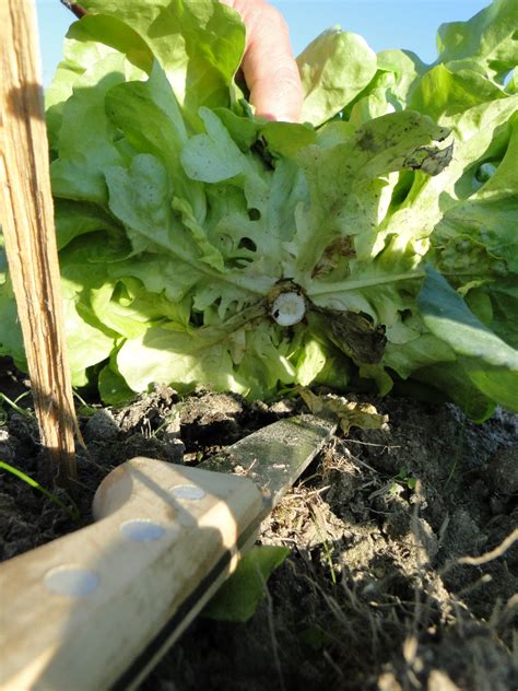 Bunte Salatpracht Bauerngarten