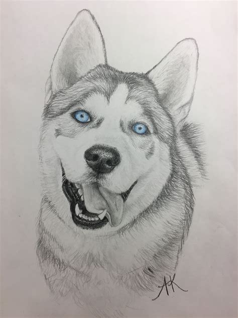 Siberian Husky Drawing King With Blue Eyes Tiere Malen Hund