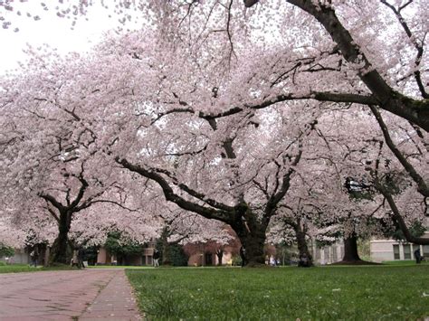 Prunus X Yedoensis Yoshino Cherry Tree Hello Hello Plants And Garden