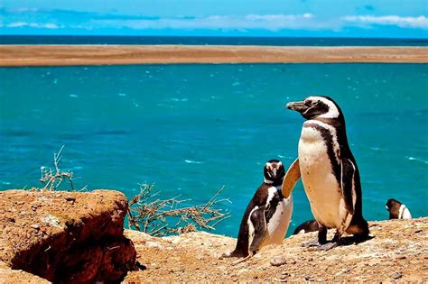 La Pen Nsula Vald S Un Tesoro Natural De Argentina Estudi En Argentina