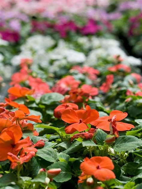 Top Shade Loving Annuals