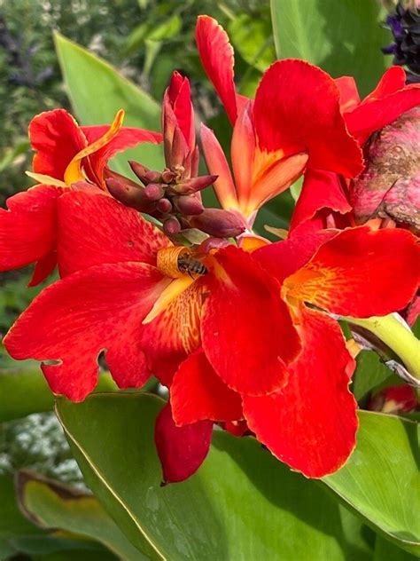 Observation Canna hybrida Rodigas Ndiamé Seck Oct 10 2023 World