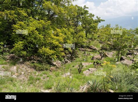 Mexico Sierra Madre Cactus Hi Res Stock Photography And Images Alamy
