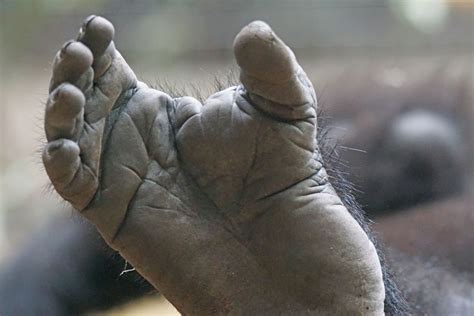 Free Images Hand Monument Statue Finger Foot Gorilla Close Up