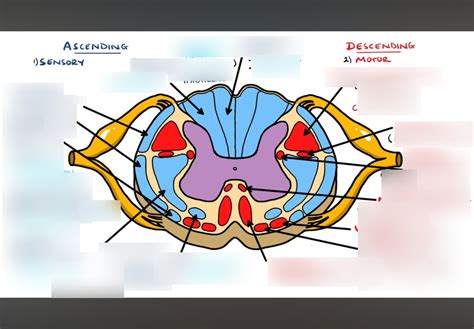 Spinal tracts Diagram | Quizlet