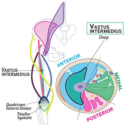 Gross Anatomy Glossary Vastus Intermedius Of Quadriceps Femoris