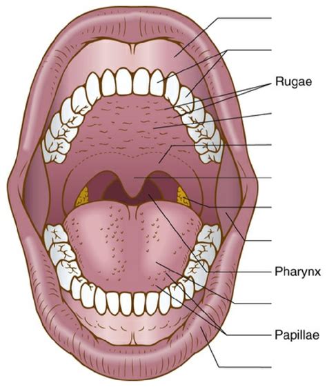 Hsci Chapter Fig Oral Cavity Diagram Quizlet