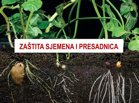 Predsjetvena Priprema Sjemena Farmecochem
