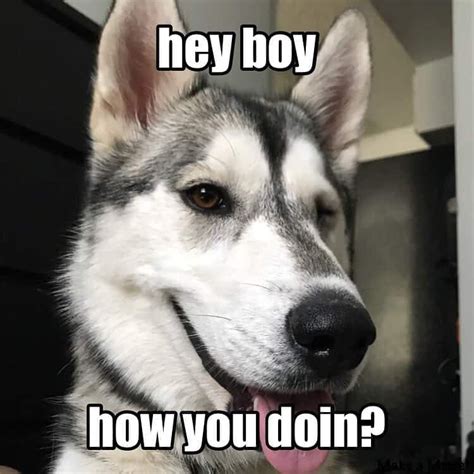 300 Best Husky Memes