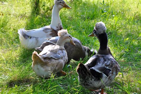 Crested Duck Breed The Hip Chick