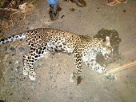 Seven Month Old Leopard Who Was Victim Of A Road Accident Died Due To