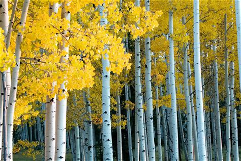 Forest Of Yellow Aspen Trees During Fall And The Changing Of The Leaves