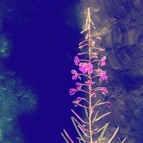 Fireweed Painting By Art By Jeronimo Fine Art America