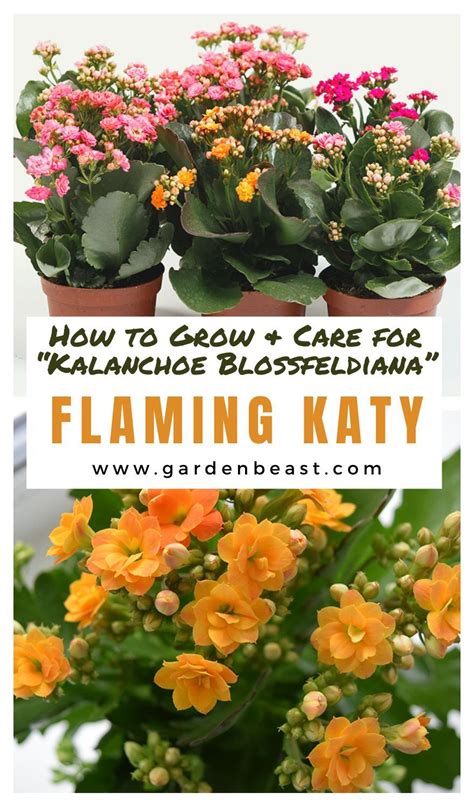 Flaming Katy Guide How To Grow Andcare For “kalanchoe Blossfeldiana” Kalanchoe Blossfeldiana