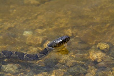 40 Florida Banded Water Snake Photos Stock Photos Pictures And Royalty